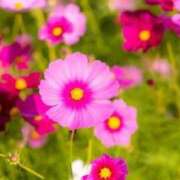 ヒメ日記 2025/09/14 15:34 投稿 前田 ローズマリー大塚