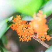 ヒメ日記 2025/09/24 17:04 投稿 前田 ローズマリー大塚