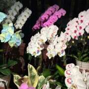 ヒメ日記 2025/10/09 17:34 投稿 前田 ローズマリー大塚