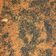 ヒメ日記 2025/11/06 16:34 投稿 前田 ローズマリー大塚