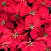 前田 いけめん。 ローズマリー大塚