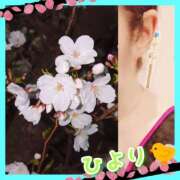 ヒメ日記 2025/04/04 15:02 投稿 ひより クラブリリー