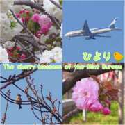 ヒメ日記 2025/04/08 18:36 投稿 ひより クラブリリー