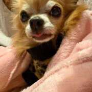 ヒメ日記 2025/11/01 02:34 投稿 美咲　ちひろ リラクゼーションサロン　le Cocon～ルココン～