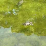 ヒメ日記 2025/06/29 15:25 投稿 マシロ ソープランドMAX‐マックス- 浅草店