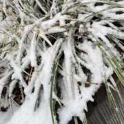 ヒメ日記 2026/02/08 09:35 投稿 マシロ ソープランドMAX‐マックス- 浅草店