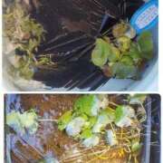 ヒメ日記 2024/12/09 10:48 投稿 神月れな 信州無限GP 総合受付 諏訪店