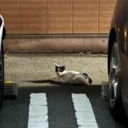 ヒメ日記 2025/07/15 23:07 投稿 しょう しろうとCollection