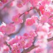 ヒメ日記 2025/03/13 19:43 投稿 西園しおり 恋する奥さん 西中島店