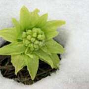 ヒメ日記 2025/04/25 08:48 投稿 西園しおり 恋する奥さん 西中島店