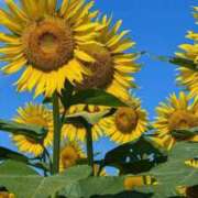 ヒメ日記 2025/06/25 10:42 投稿 西園しおり 恋する奥さん 西中島店