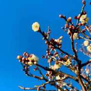 ヒメ日記 2025/02/01 14:18 投稿 ゆり ベイビーモコ