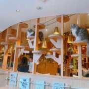 ヒメ日記 2025/03/07 19:56 投稿 ゆり ベイビーモコ