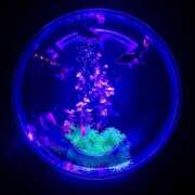 ゆり 🐠🫧🫧 ベイビーモコ
