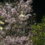 ヒメ日記 2025/03/29 17:24 投稿 ゆり ベイビーモコ