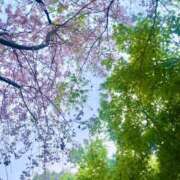 ヒメ日記 2025/04/13 14:17 投稿 ゆり ベイビーモコ