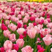 ヒメ日記 2025/05/11 14:05 投稿 ゆり ベイビーモコ