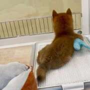 ヒメ日記 2025/06/08 14:51 投稿 ゆり ベイビーモコ