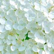 ヒメ日記 2025/06/18 14:20 投稿 ゆり ベイビーモコ