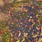 ヒメ日記 2025/11/09 14:21 投稿 ゆり ベイビーモコ