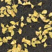 ヒメ日記 2025/11/30 02:17 投稿 ゆり ベイビーモコ