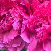 ヒメ日記 2026/01/12 14:41 投稿 ゆり ベイビーモコ