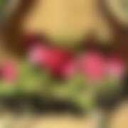 ヒメ日記 2026/01/16 20:37 投稿 ゆり ベイビーモコ