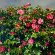 ヒメ日記 2026/03/17 19:20 投稿 ゆり ベイビーモコ