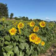 ヒメ日記 2025/08/13 17:00 投稿 るうか Vivienne池袋西口店