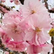 ヒメ日記 2025/03/13 22:53 投稿 みさ チューリップ姫路店