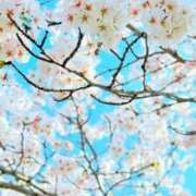 ヒメ日記 2025/04/09 19:50 投稿 みさ チューリップ姫路店