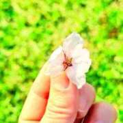 ヒメ日記 2025/04/18 18:40 投稿 みさ チューリップ姫路店