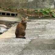 ヒメ日記 2025/10/22 22:20 投稿 みさ チューリップ姫路店