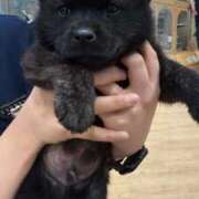 みさ 懐かしい🐶💕 チューリップ姫路店