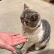 ちか しゃこたんへちゃむくれ スパーク梅田店