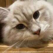 ヒメ日記 2025/09/11 02:06 投稿 真咲 熟女の風俗最終章 新横浜店