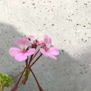 ヒメ日記 2025/11/05 16:00 投稿 いつき スピードエコ天王寺店