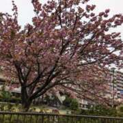 ヒメ日記 2025/04/11 15:37 投稿 千田 熟女の風俗最終章 新横浜店