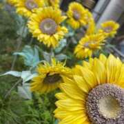 ヒメ日記 2025/05/25 14:05 投稿 もな 横浜秘密倶楽部