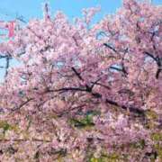 ヒメ日記 2025/03/24 07:24 投稿 田中みれい お色気物語（横浜ハレ系）