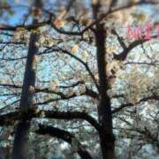 ヒメ日記 2025/04/04 07:31 投稿 田中みれい お色気物語（横浜ハレ系）