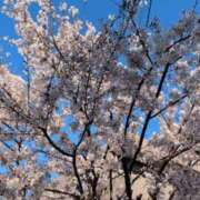 ヒメ日記 2026/04/02 18:38 投稿 田中みれい お色気物語（横浜ハレ系）