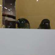 さゆ 予定どおり 角海老宮殿