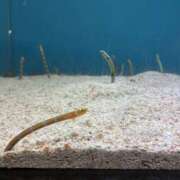 ヒメ日記 2026/04/18 12:25 投稿 さゆ 角海老宮殿