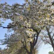 ヒメ日記 2025/04/12 15:46 投稿 香山 HERMINE-エルミネ-