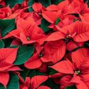 ヒメ日記 2024/12/22 18:33 投稿 天音 華恋人(カレント)