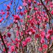 ヒメ日記 2025/03/09 20:22 投稿 天音 華恋人(カレント)