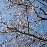 ヒメ日記 2025/03/23 16:13 投稿 天音 華恋人(カレント)