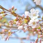 ヒメ日記 2025/03/30 19:55 投稿 天音 華恋人(カレント)