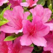 ヒメ日記 2025/04/27 14:47 投稿 天音 華恋人(カレント)